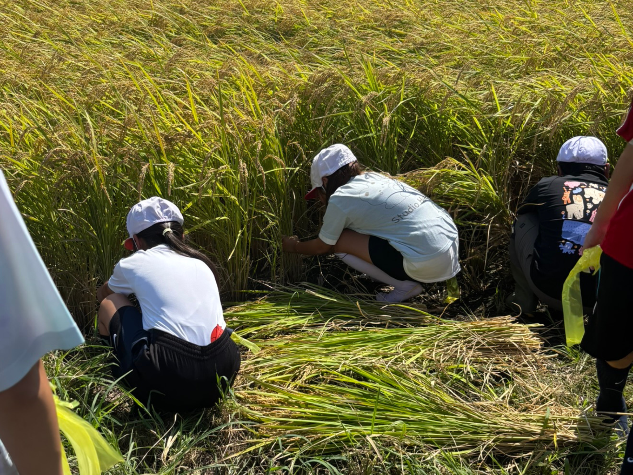 秋：稲刈り体験 - 子どもたちが稲を刈る様子