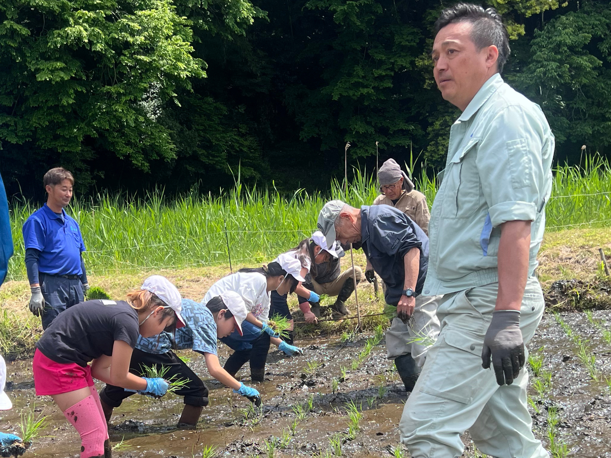 春：田植え体験 - 田んぼで苗を植える様子